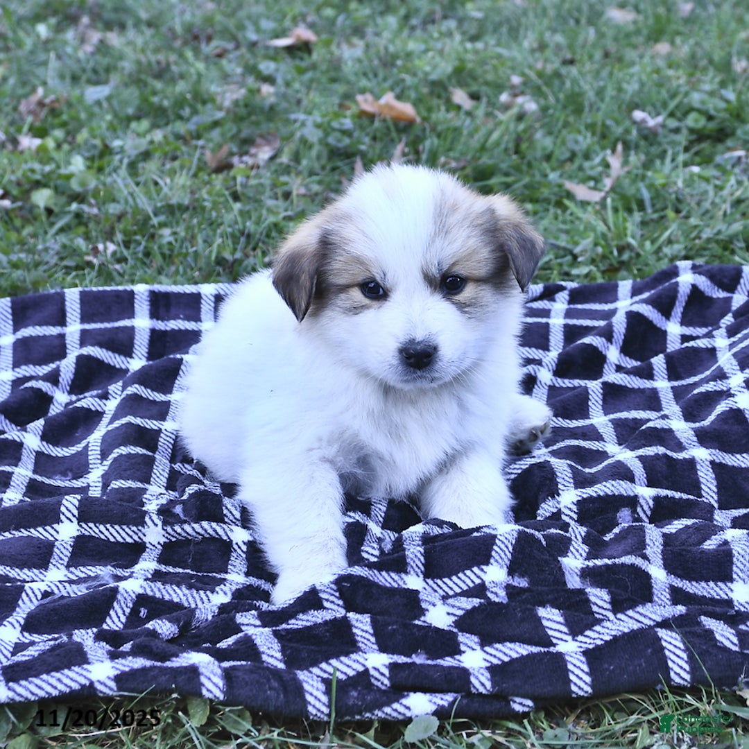 Great Pyrenees dogs for sale: Macy - Ad 8
