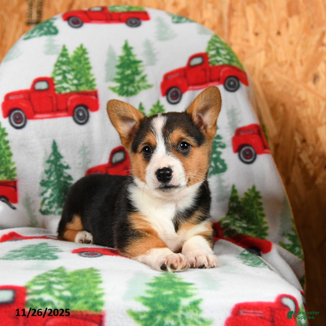 Welsh Corgi Pembroke dogs for sale: Kisses - Ad 4