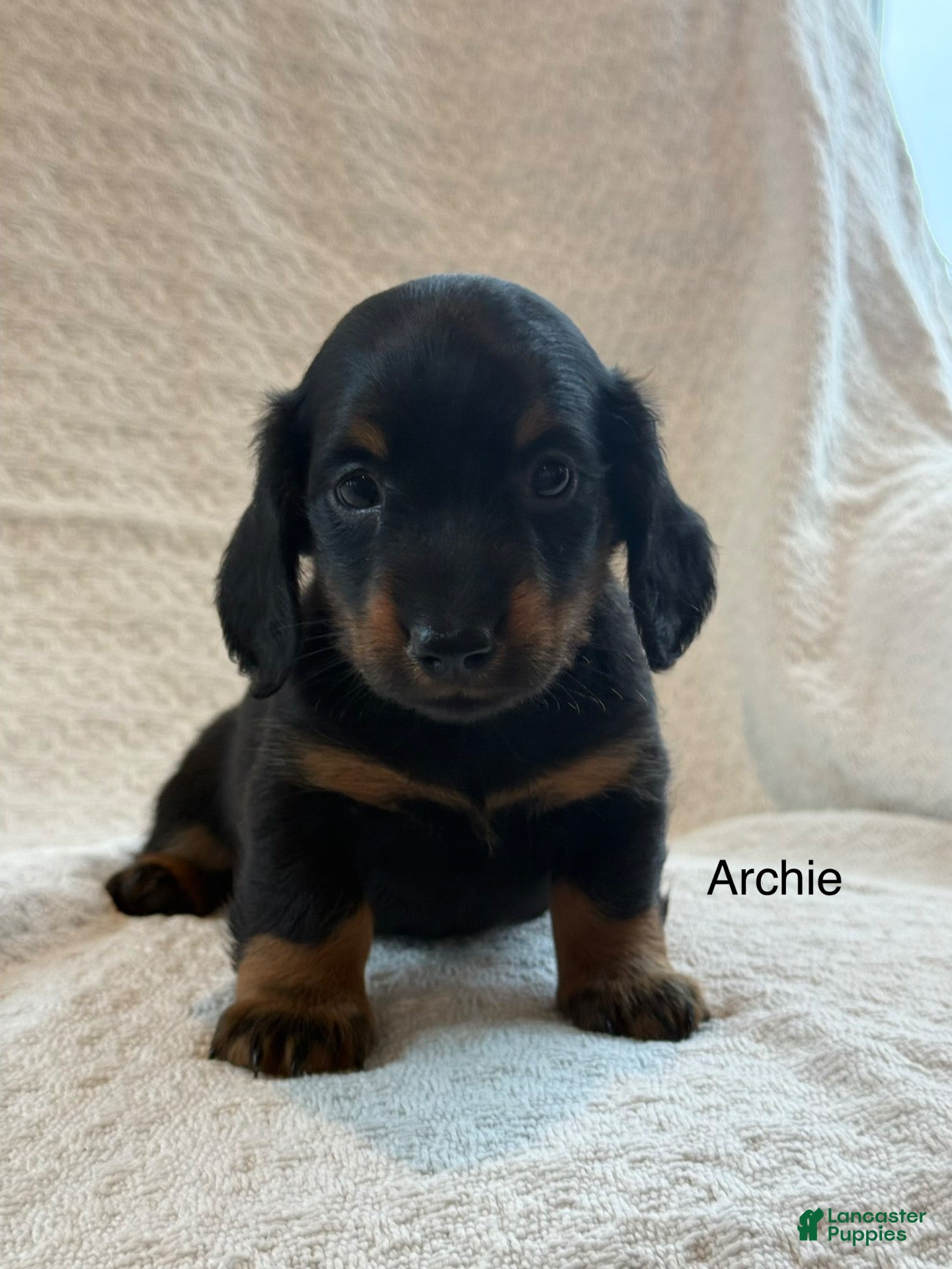 Miniature Dachshund dogs Archie - Ad 1