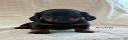 Miniature Dachshund dogs for sale: Archie - Ad 1