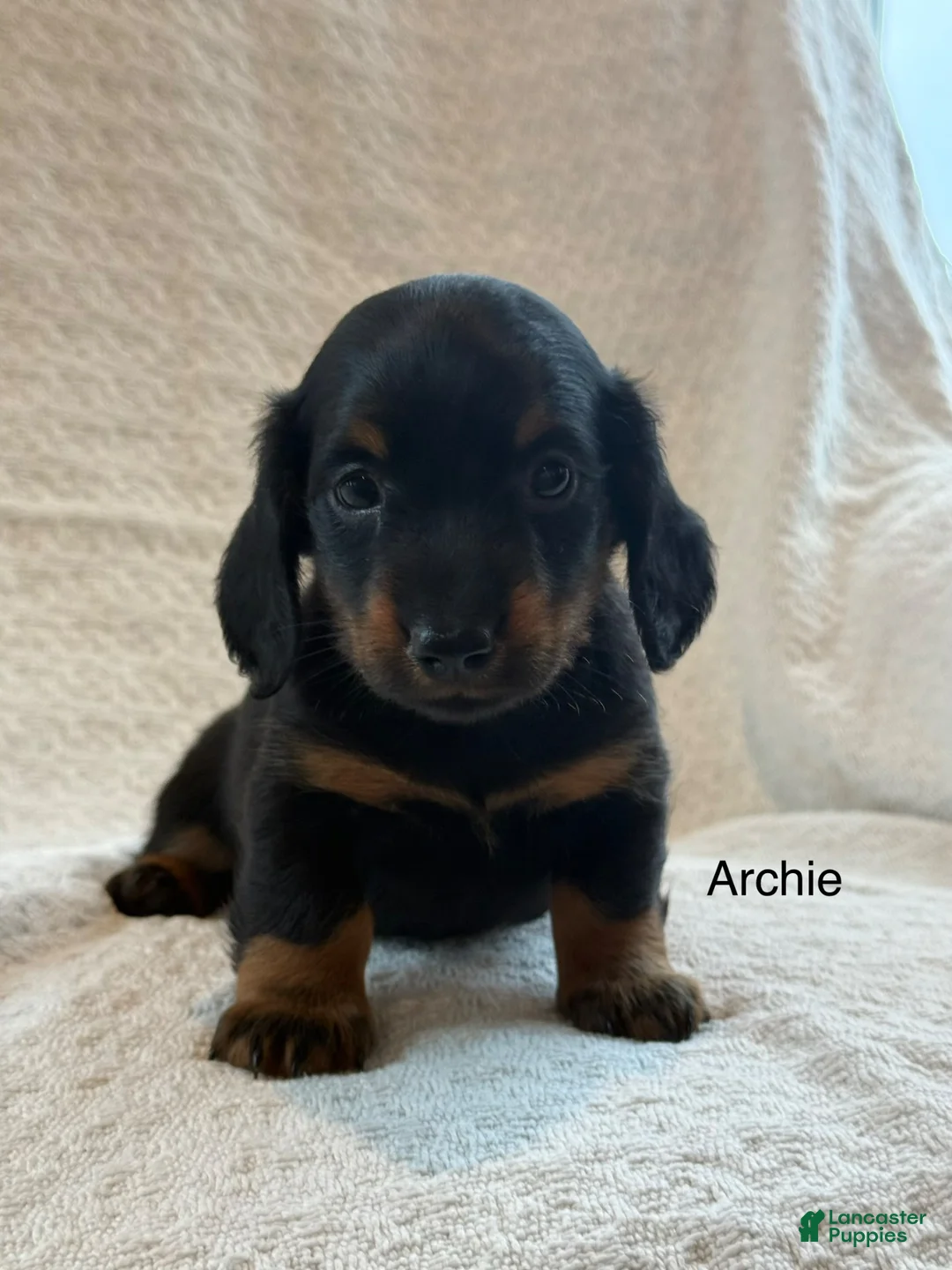 Miniature Dachshund dogs for sale: Archie - Ad 1
