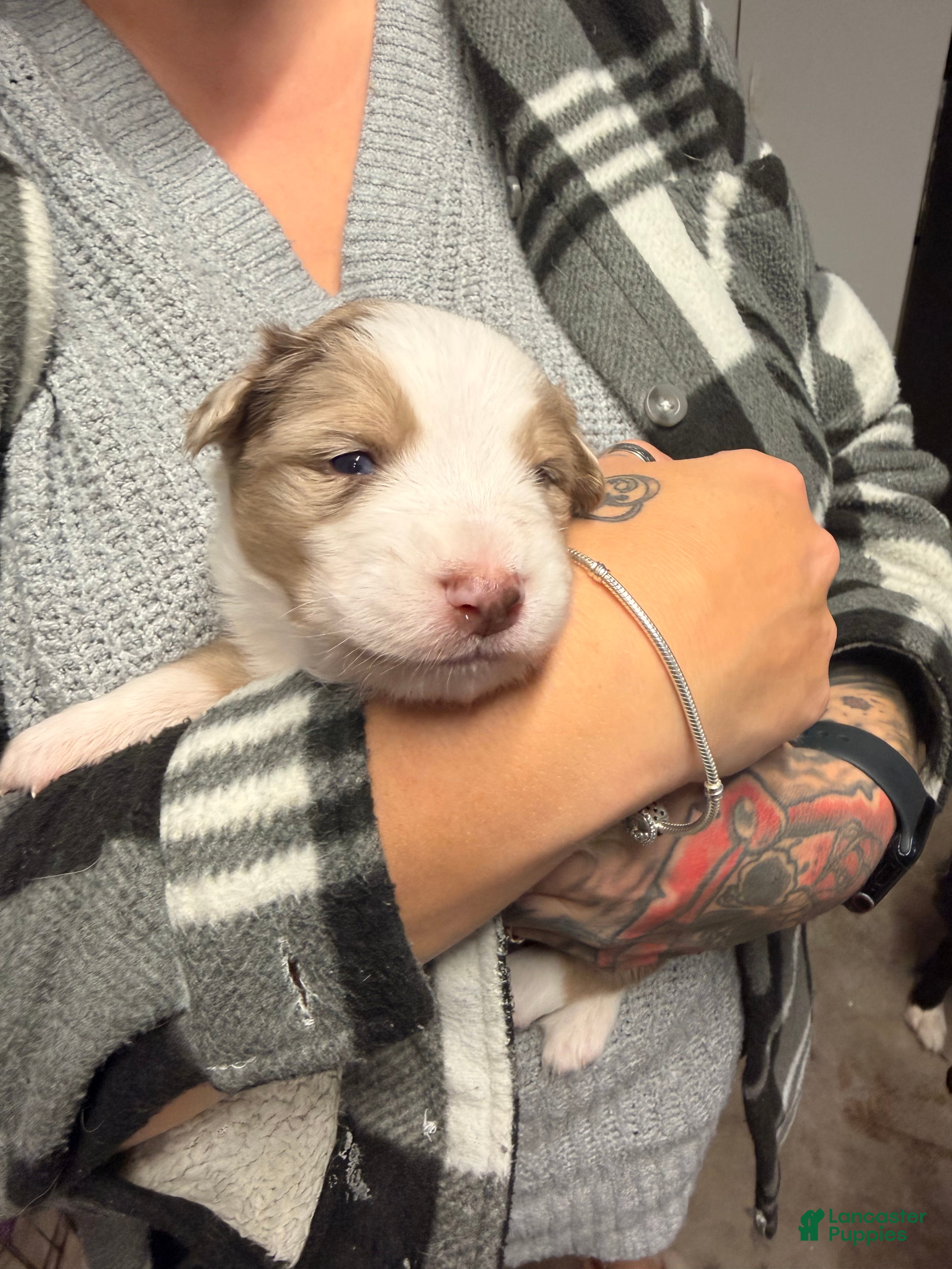 Australian Shepherd dogs Australian Shepherd Puppy - Hamilton  - Ad 22