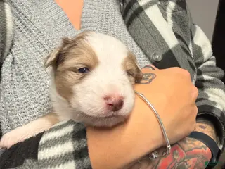 Australian Shepherd dogs Australian Shepherd Puppy - Hamilton - Ad 3