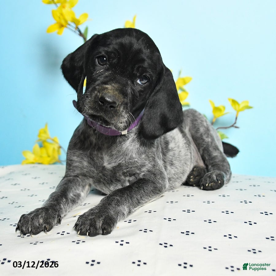 German Shorthaired Pointer dogs Tamara - Ad 2