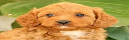 Cavapoo dogs for sale: Asher - Ad 9