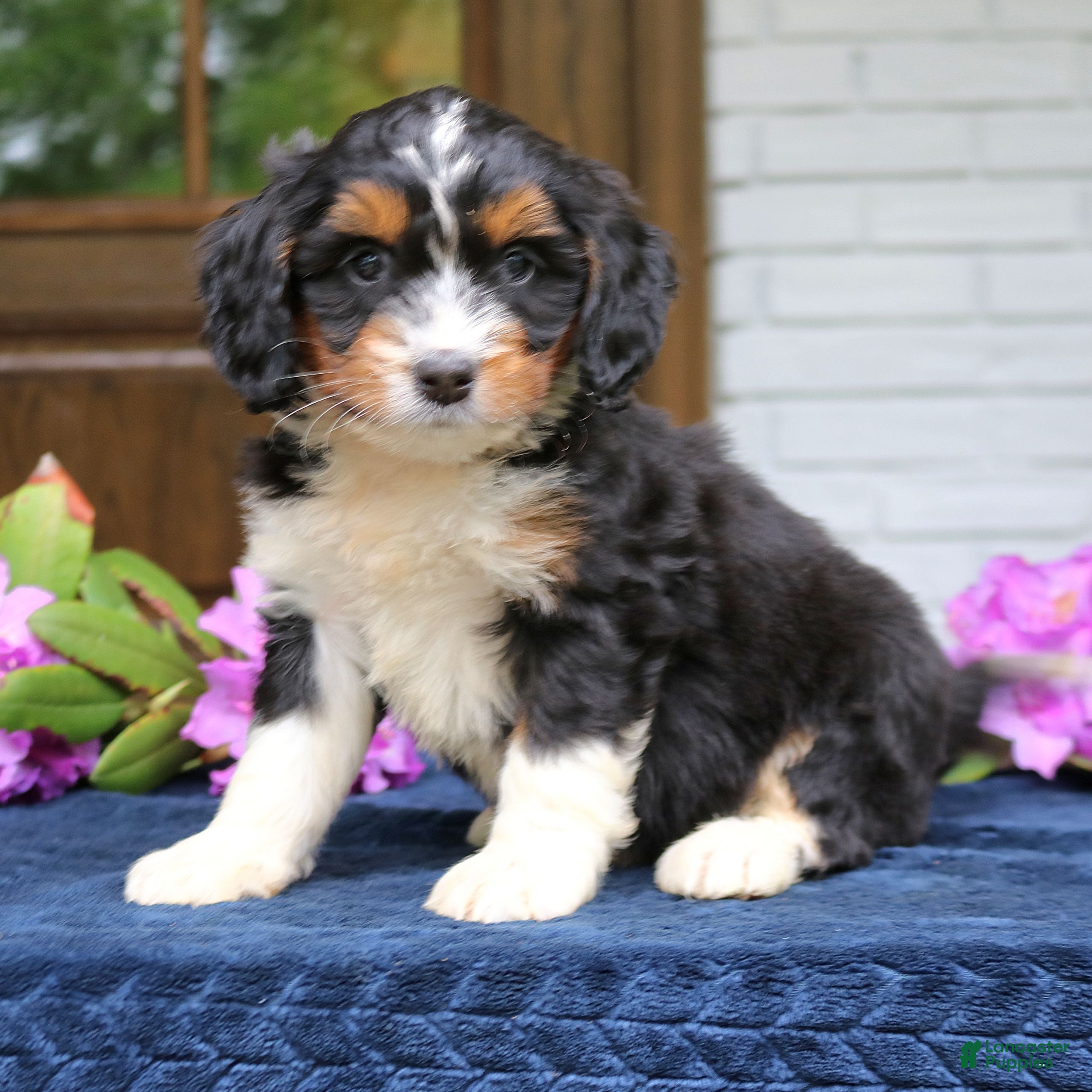 Mini Bernedoodle dogs Diamond  - Ad 1