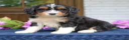Mini Bernedoodle dogs for sale: Diamond  - Ad 1