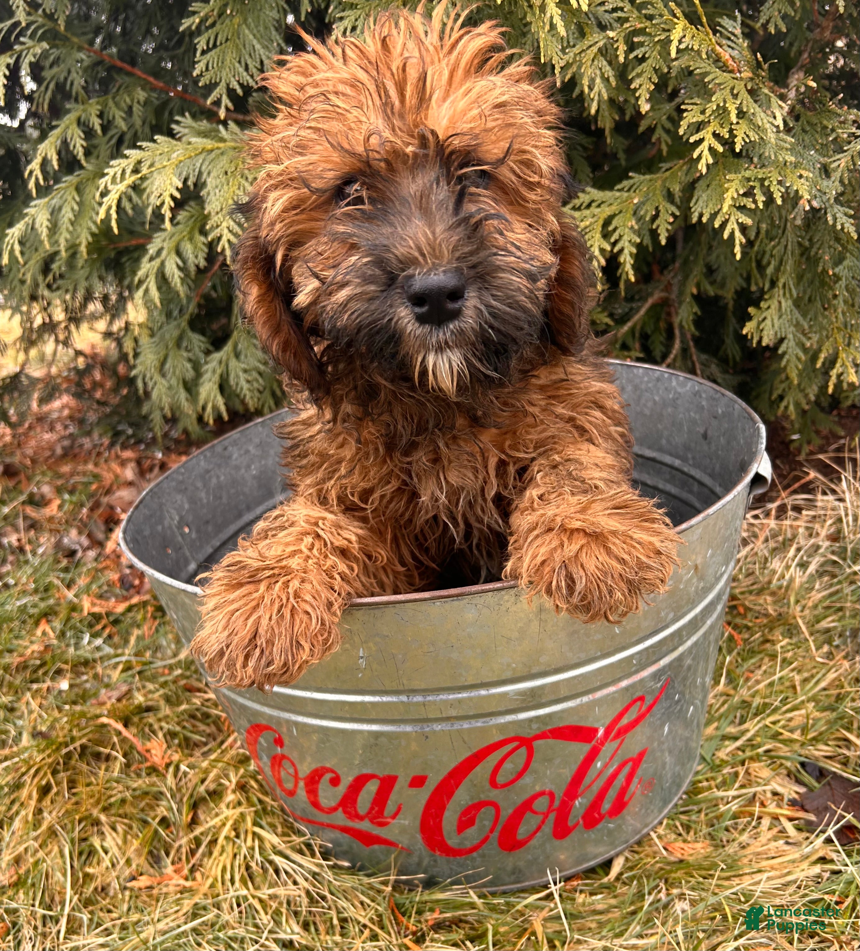 Whoodle dogs Ember - Ad 2