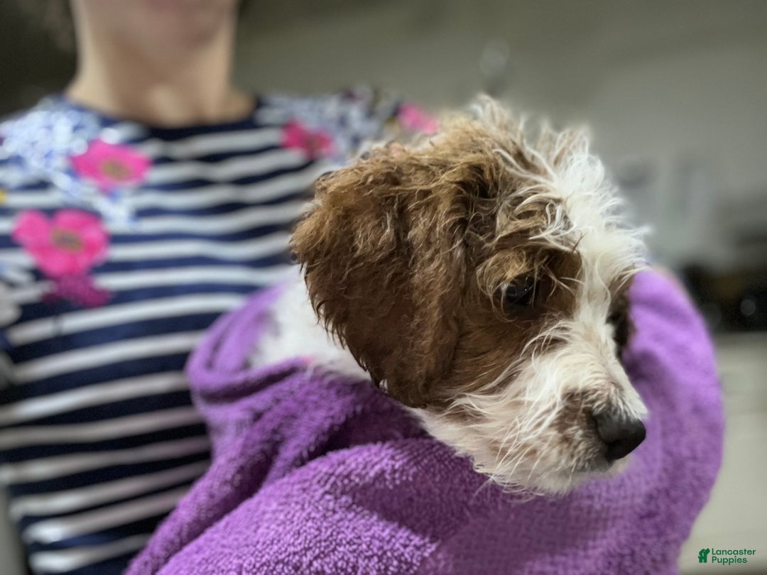 Mini Bernedoodle dogs for sale: Caramel - Ad 2