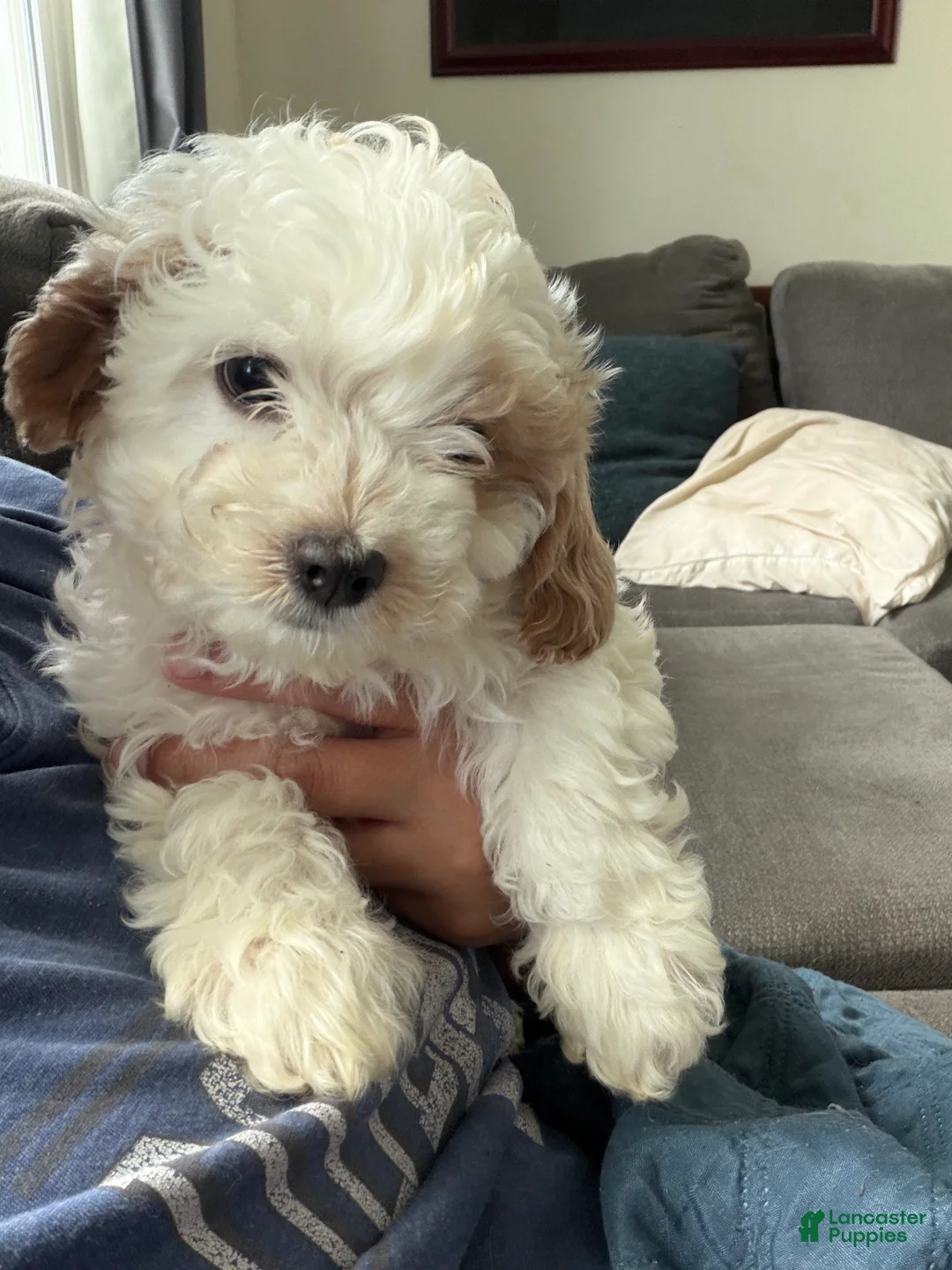 Cavapoo dogs for sale: Patch - Ad 1