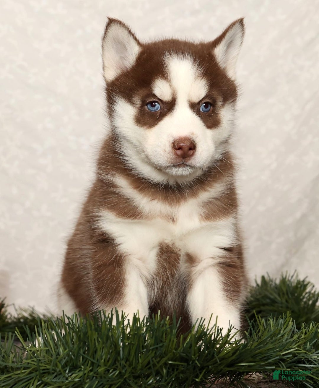 Siberian Husky dogs for sale: Macy - Ad 3