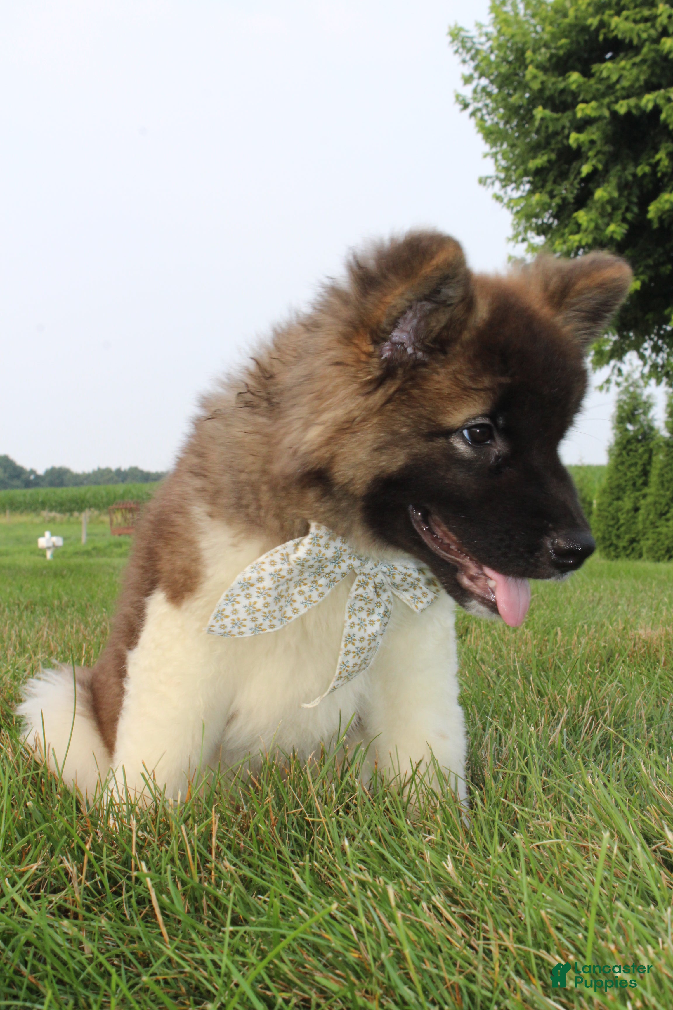 Akita dogs AKC Riley - Ad 2