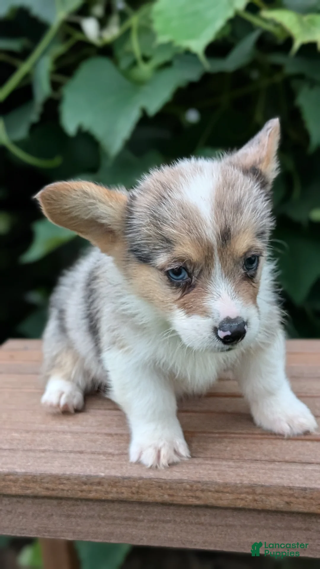 Welsh Corgi Pembroke dogs for sale: Jace - Ad 2