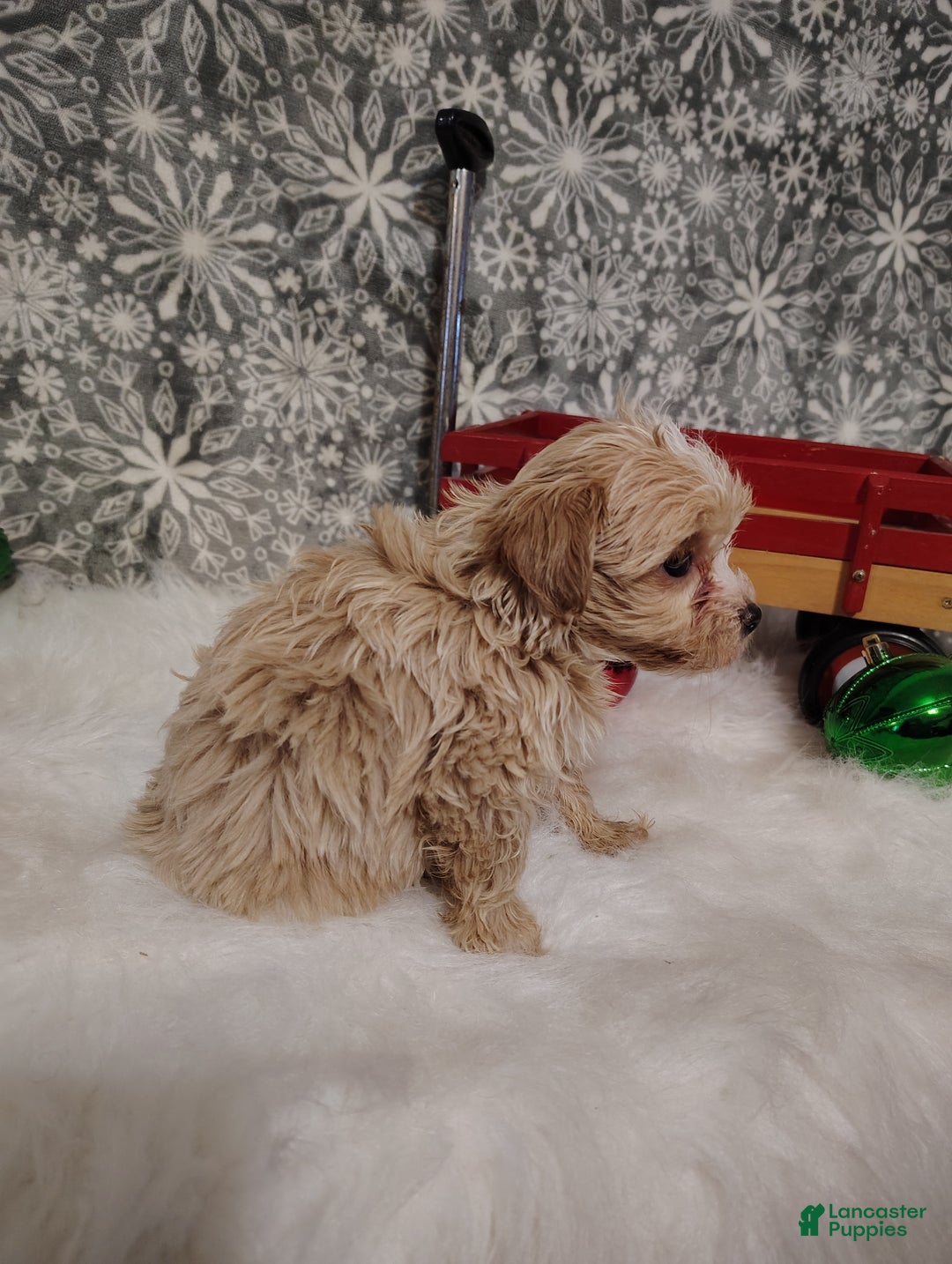 Maltipoo dogs for sale: Nova - Ad 3