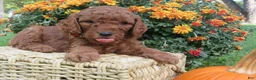 Mini Goldendoodle dogs for sale: Coffee - Ad 14