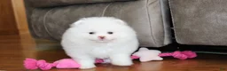 Pomeranian dogs for sale: Lanae - Ad 6