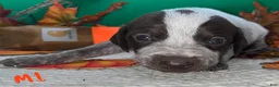 German Shorthaired Pointer dogs for sale: M1 - Ad 3