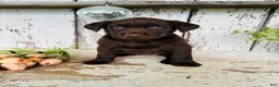 Labrador Retriever dogs for sale: Tia  - Ad 3