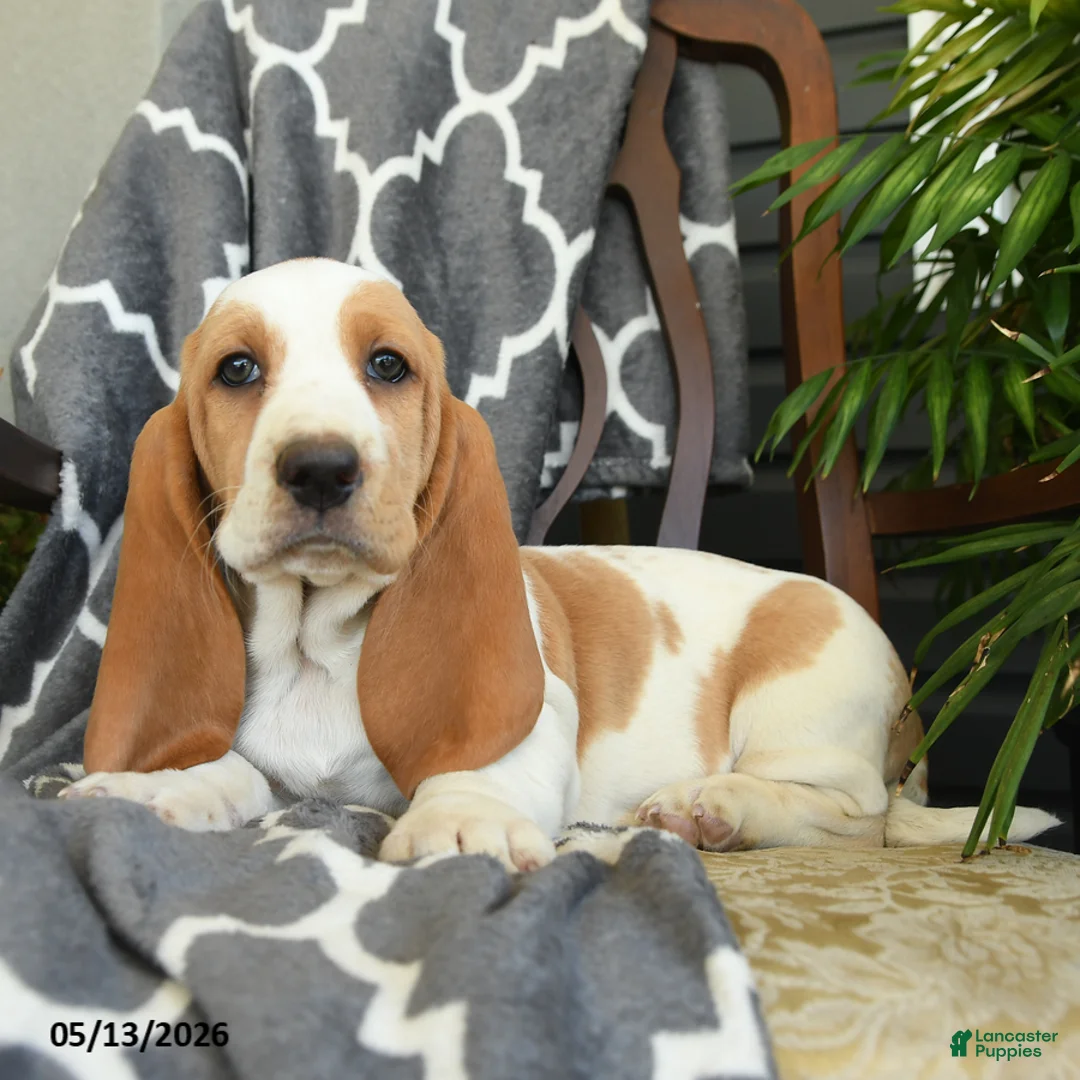 Basset Hound dogs for sale: Fiesta - Ad 2