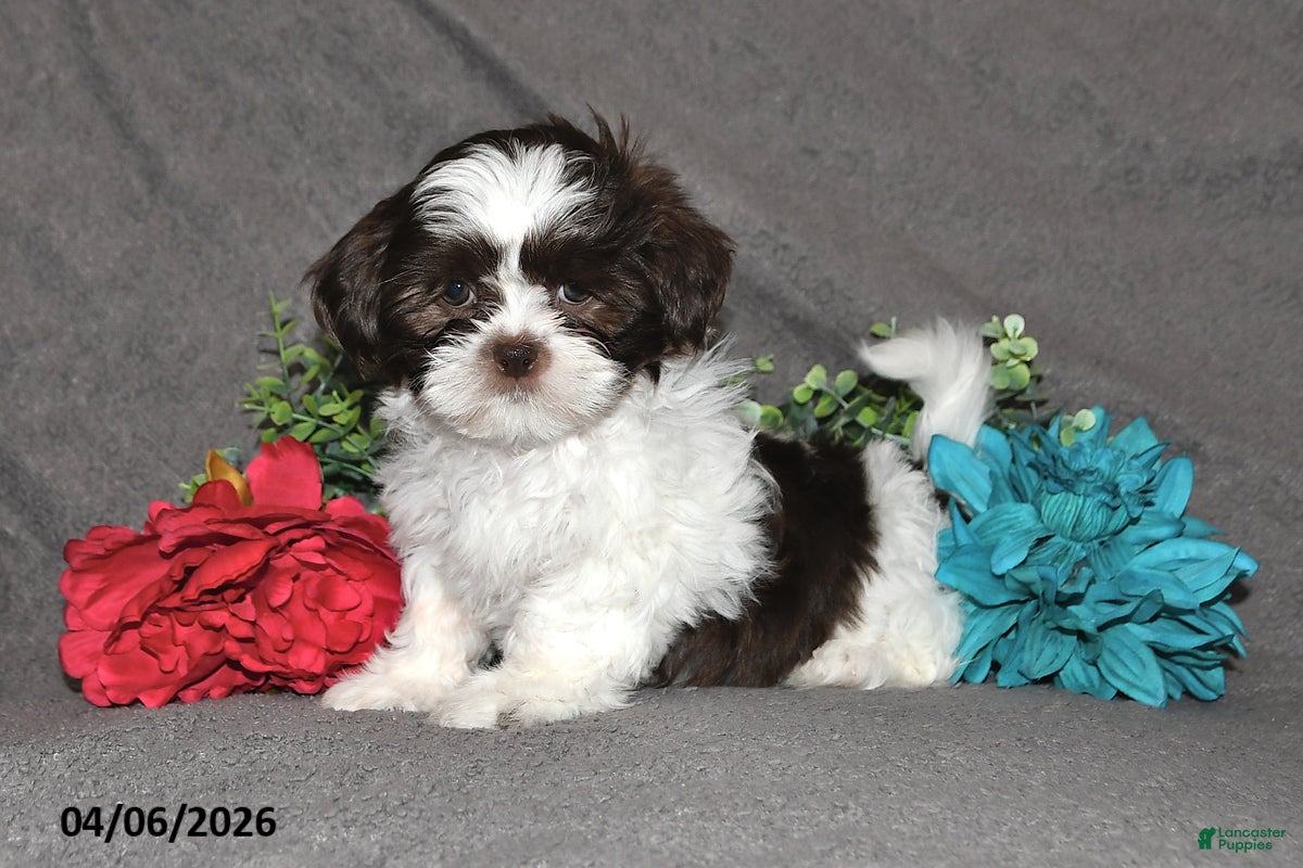 Shih Tzu dogs Josephine - Ad 1