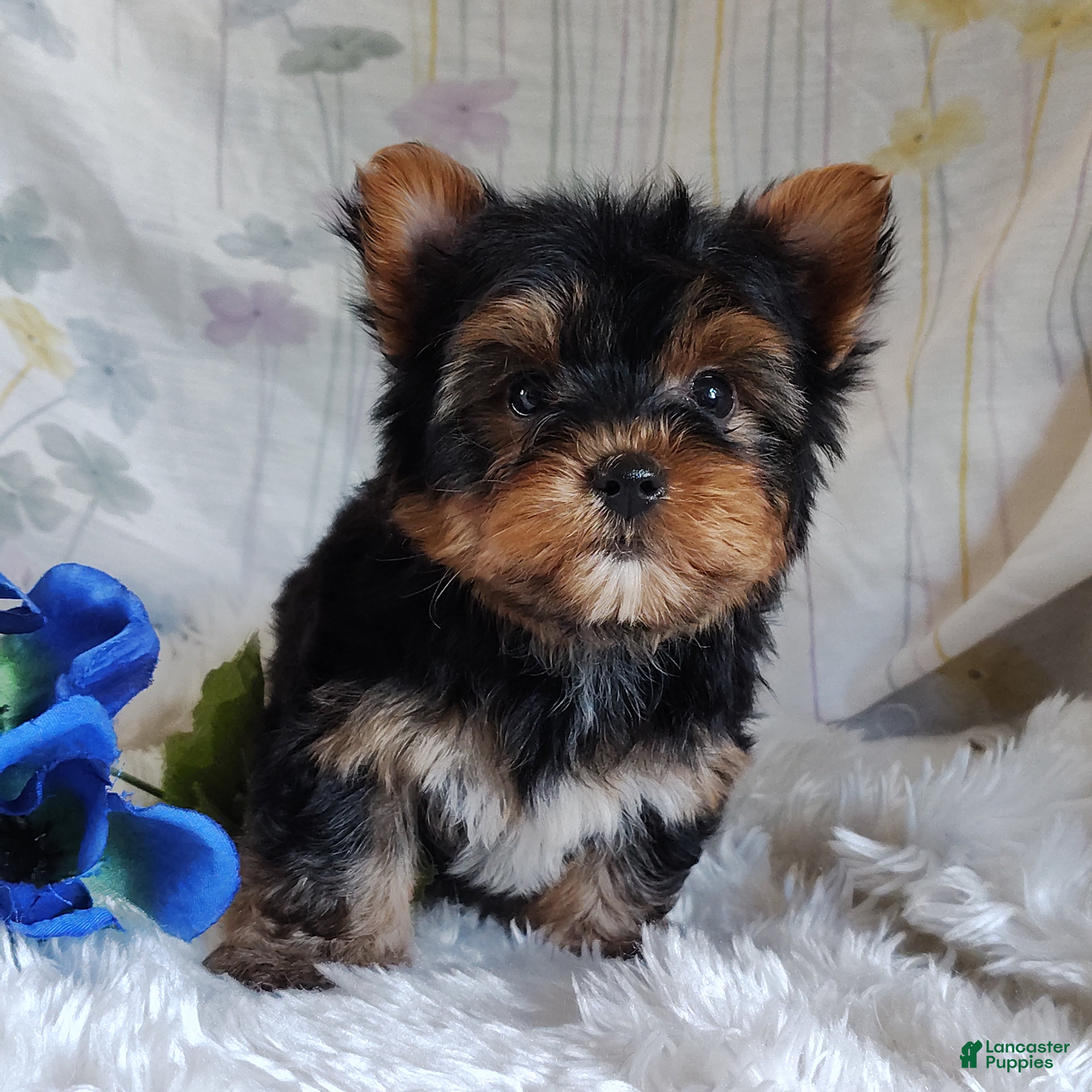 Yorkshire Terrier dogs Antonio - Ad 2