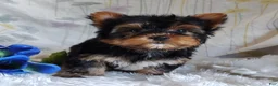 Yorkshire Terrier dogs for sale: Antonio - Ad 2