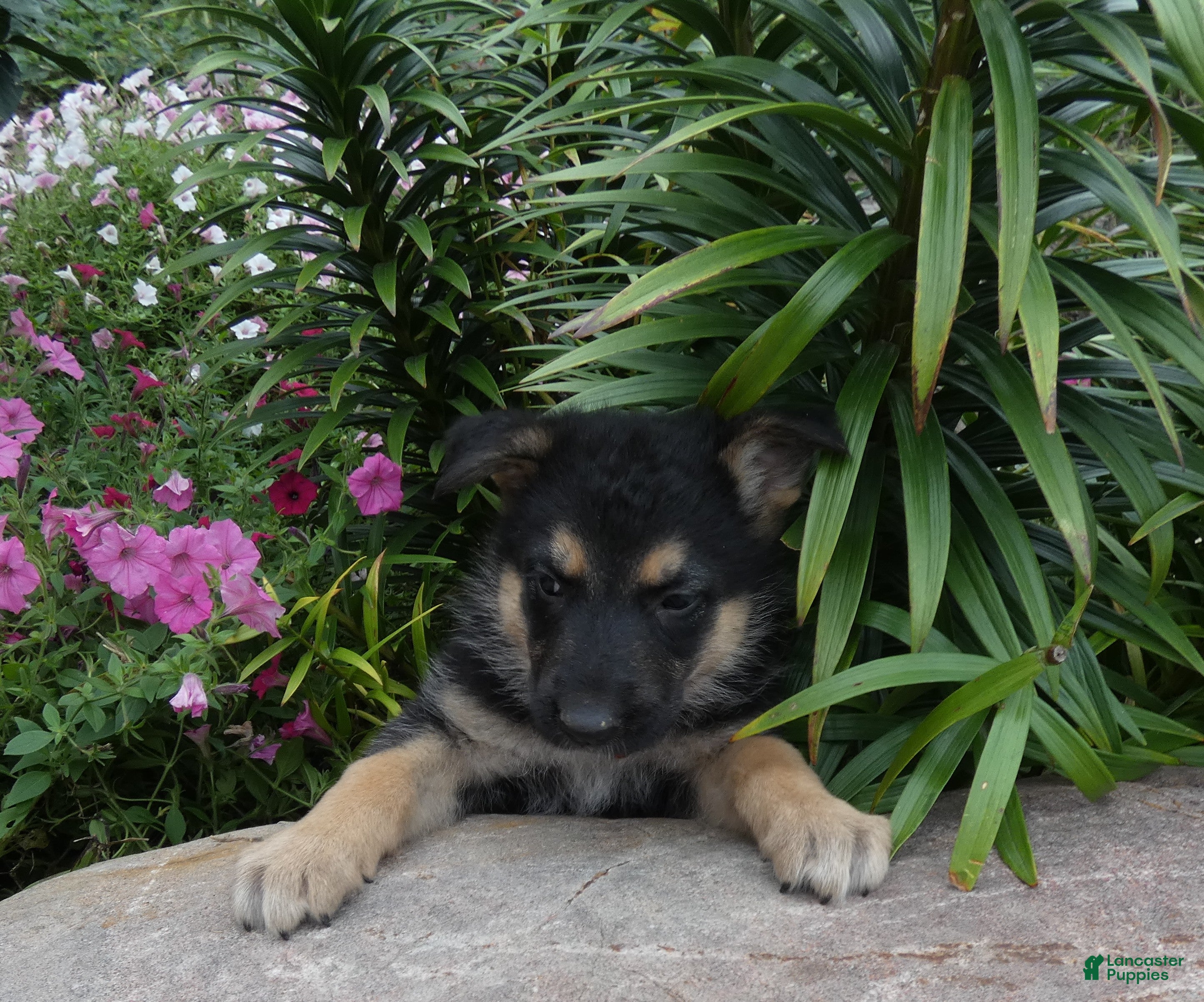 German Shepherd dogs German Shepherd 9 Carolina - Ad 26