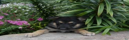 German Shepherd dogs for sale: German Shepherd 9 Carolina - Ad 1