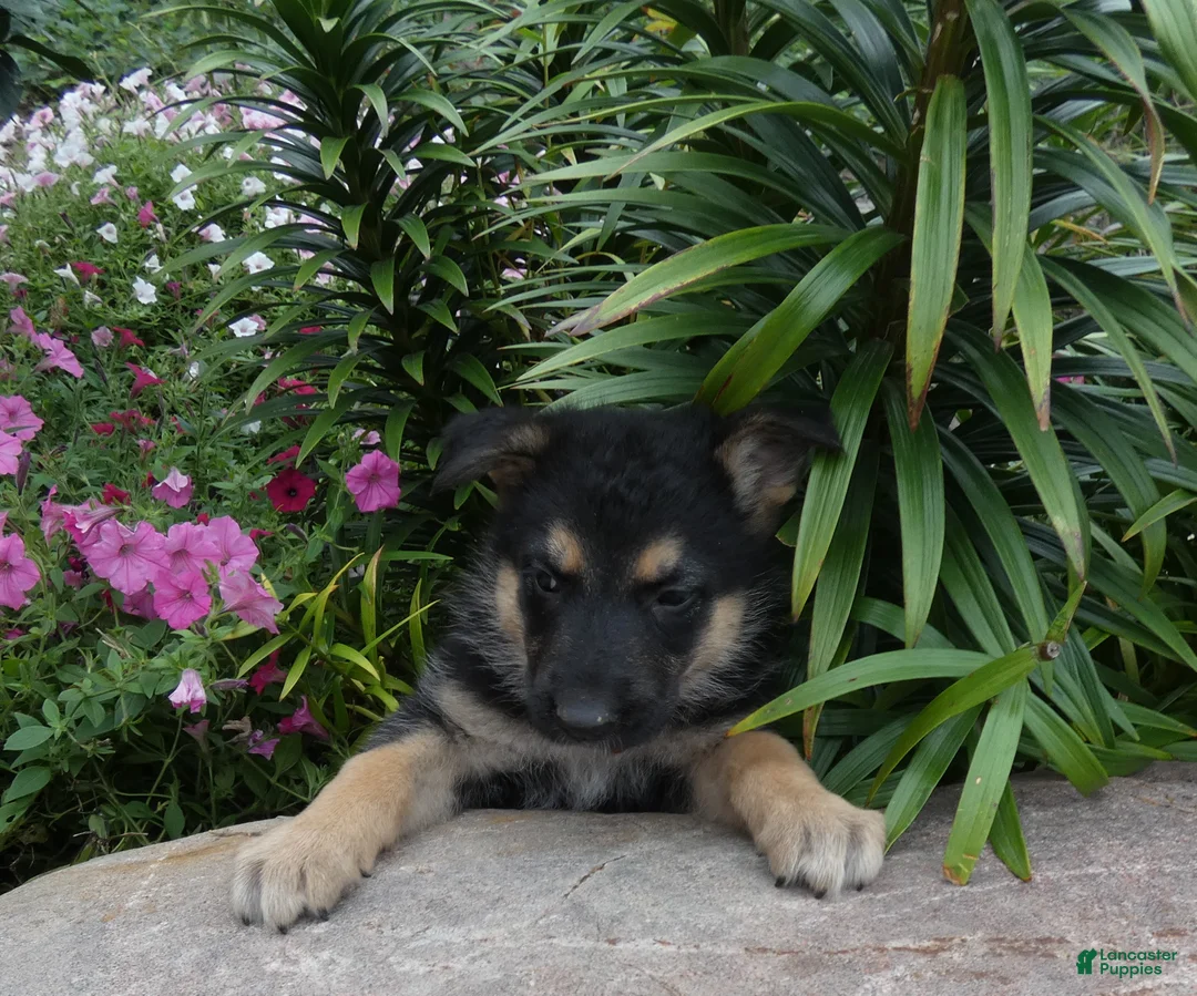 German Shepherd dogs for sale: German Shepherd 9 Carolina - Ad 1