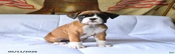 Boxer dogs for sale: Bella   - Ad 1