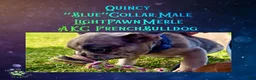 French Bulldog dogs for sale: Quincy “Blue” Collar, Male - Ad 2