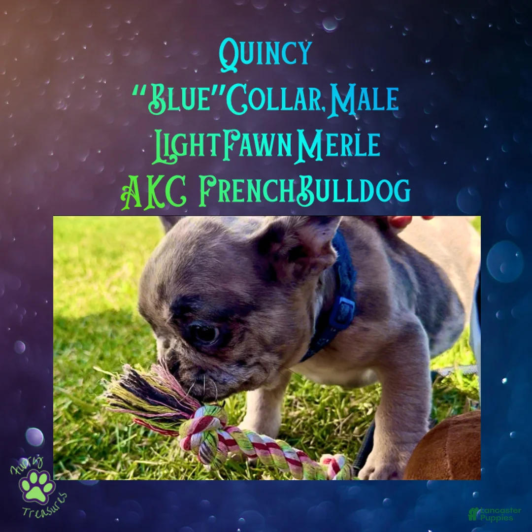 French Bulldog dogs for sale: Quincy “Blue” Collar, Male - Ad 2