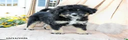 Mini Bernedoodle dogs for sale: Speckles - Ad 5