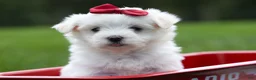 Maltese dogs for sale: MURPHY - Ad 12