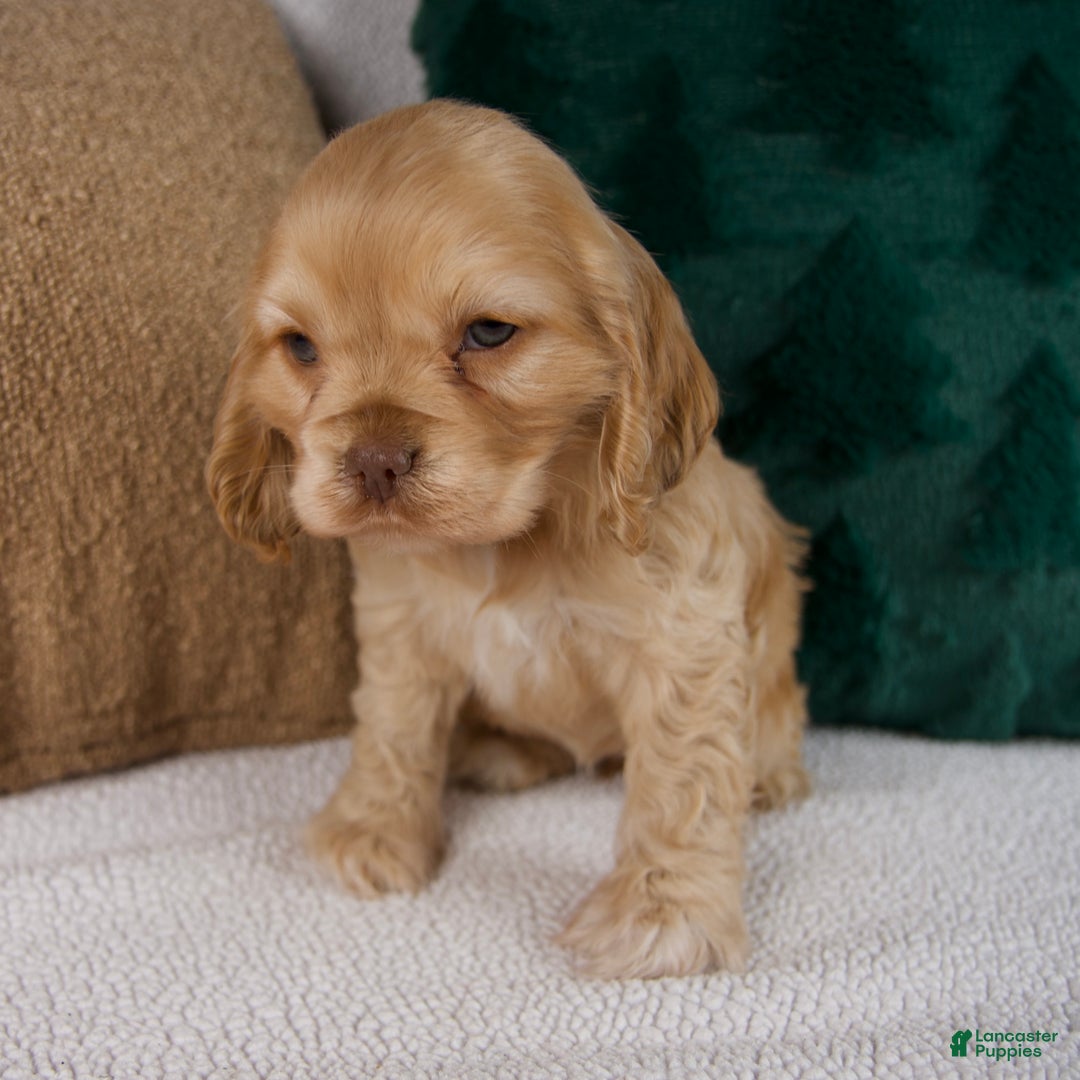 Cocker Spaniel dogs for sale: Ruby - Ad 5