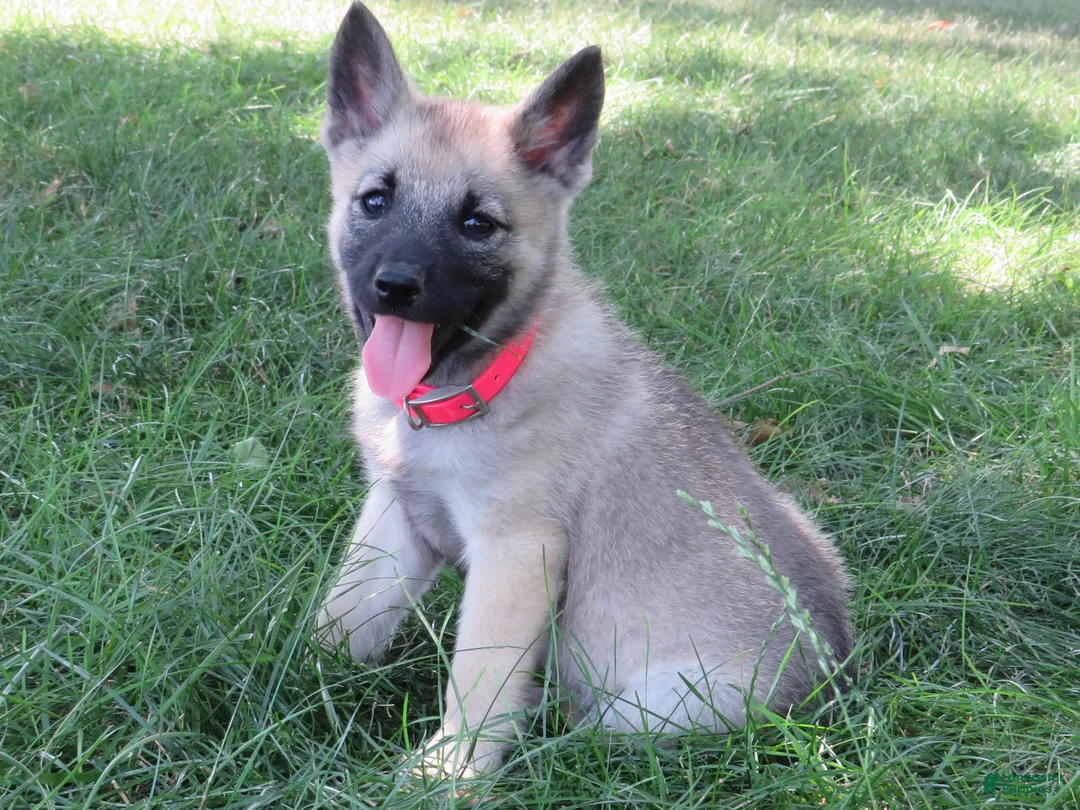 Norwegian Elkhound dogs for sale: Orchestra  - Ad 1