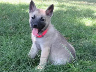 Norwegian Elkhound dogs Orchestra - Ad 12