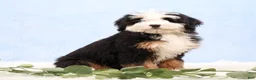 Mini Bernedoodle dogs for sale: Dawson - Ad 3