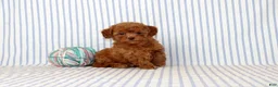 Shihpoo dogs for sale: Penny  - Ad 1