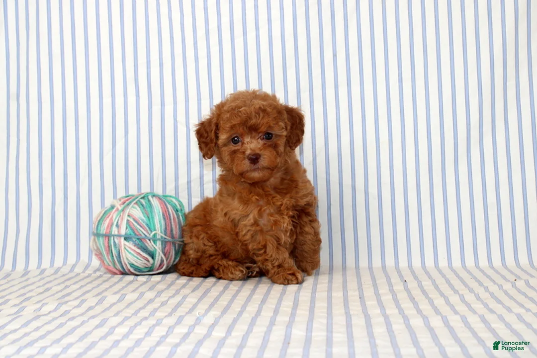 Shihpoo dogs for sale: Penny  - Ad 1