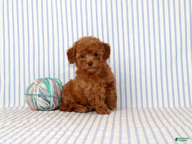 Shihpoo dogs for sale: Penny - Ad 1