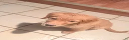 Golden Retriever dogs for sale: Prince - Ad 23