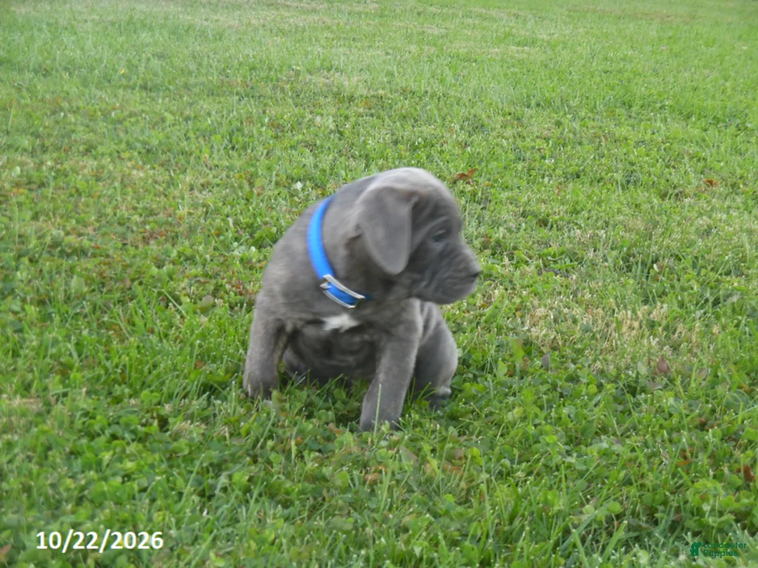 Cane Corso dogs for sale: Amy - Ad 3