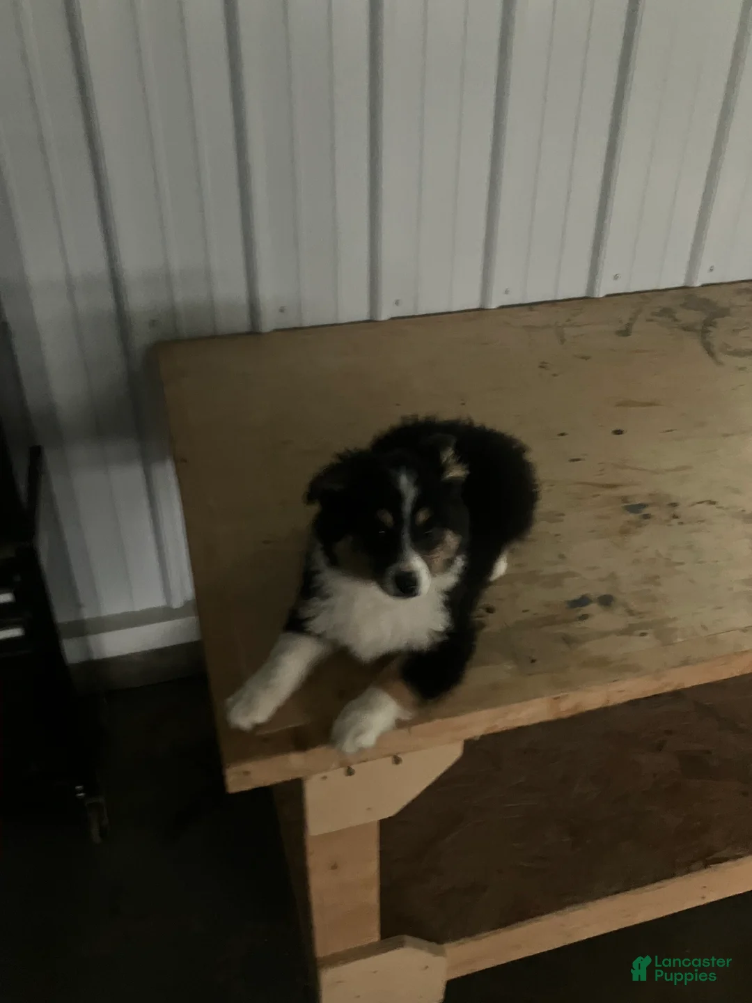 Miniature Australian Shepherd dogs for sale: Snip - Ad 1