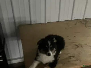 Miniature Australian Shepherd dogs Snip - Ad 31