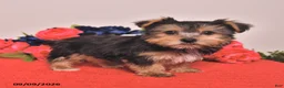 Yorkshire Terrier dogs for sale: Hank - Ad 3