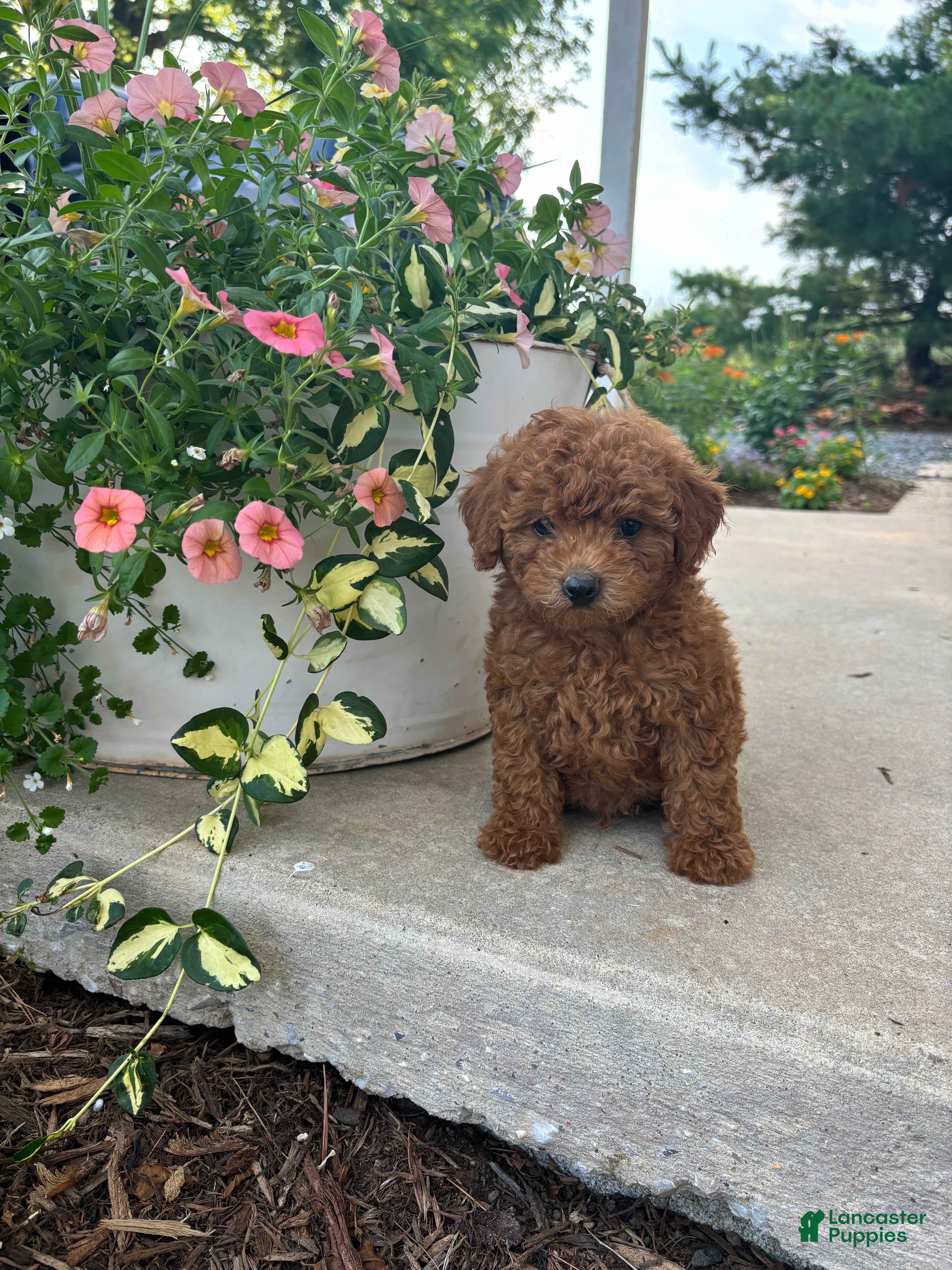 Bichpoo dogs for sale: Benny  - Ad 2