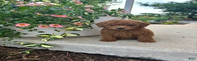 Benny 