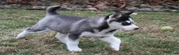 Siberian Husky dogs for sale: River - Ad 6