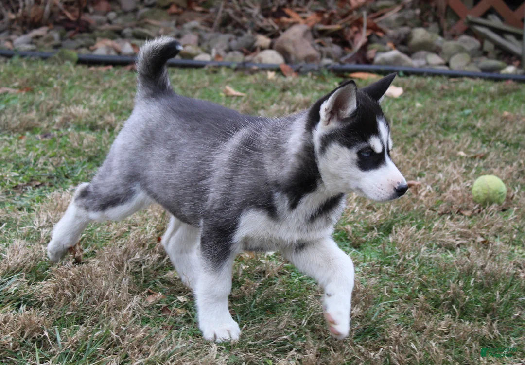 Siberian Husky dogs for sale: River - Ad 6